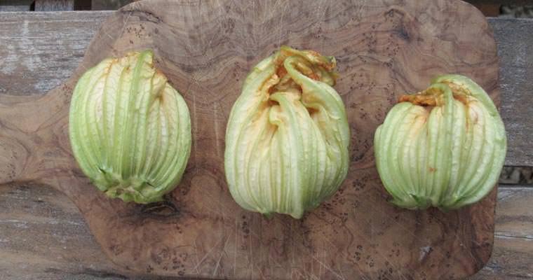 Fiori di zucchine