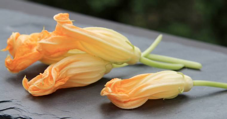 Fiori di zucca