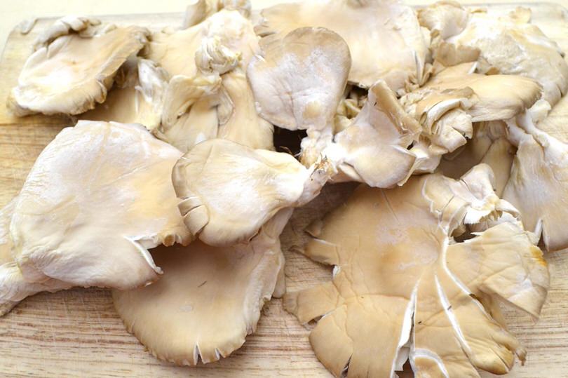 funghi pleurotus