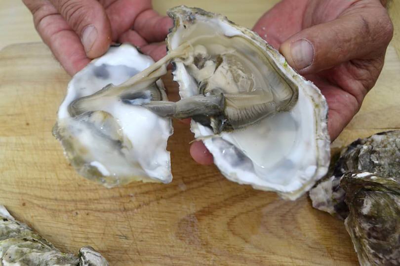 3 aprire le ostriche