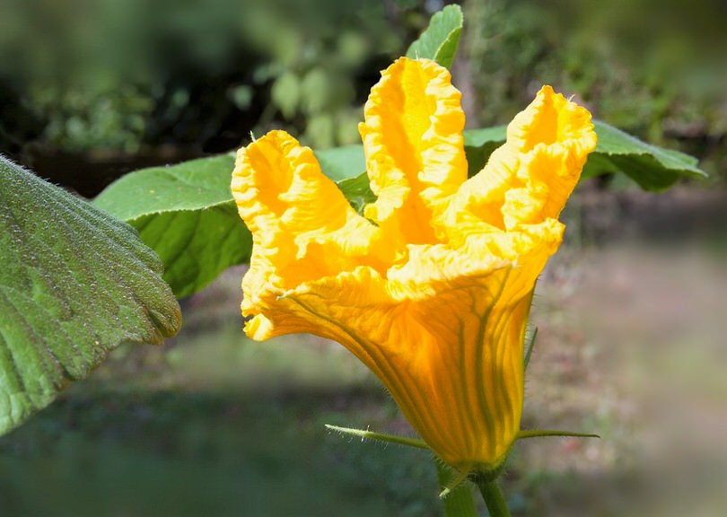 cucinare fiori zucca