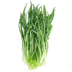 Puntarelle
