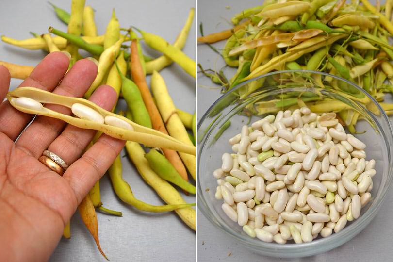 1 pulire spollichini