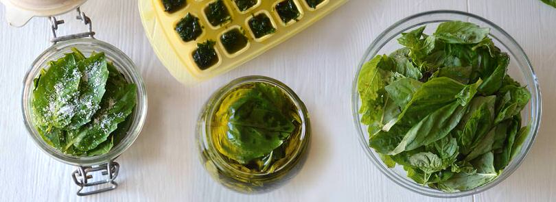 Come Conservare Il Basilico Misya Info