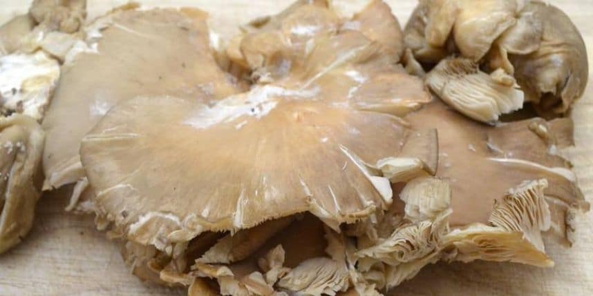 Funghi pleurotus