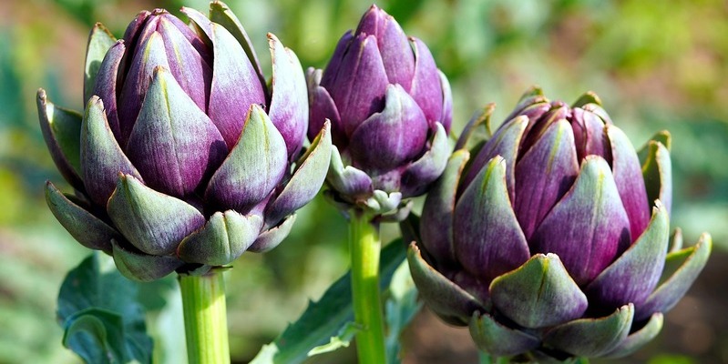 Come pulire e cucinare i carciofi